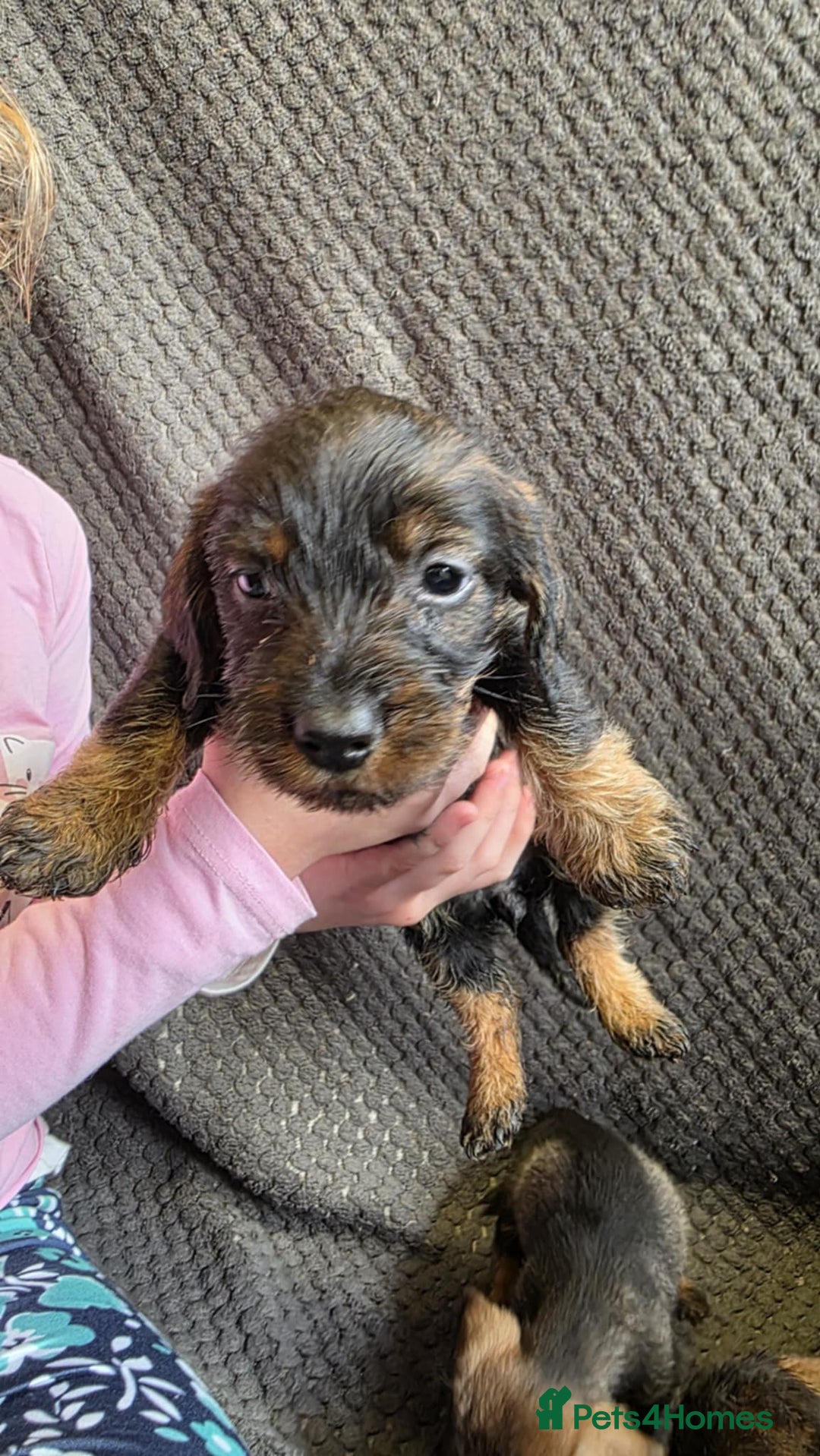 Dachshund dogs for sale: Dachshund wire haired (teckel pups) ✨ - Image 11