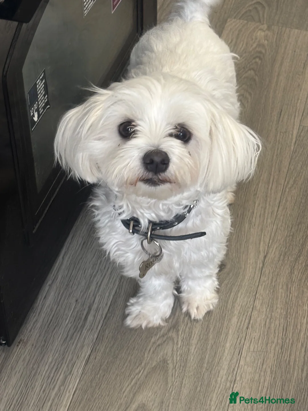 Maltipoo dogs for sale: F1 adorable tiny Maltipoo puppies in Chester - Advert 1