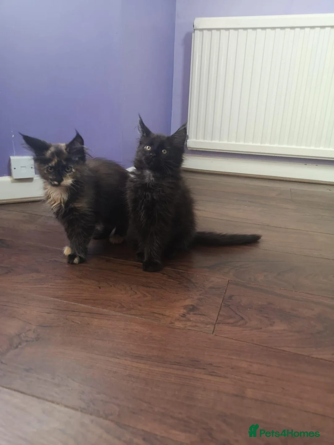 Maine Coon cats for sale: Maine Coon kittens - Advert 2