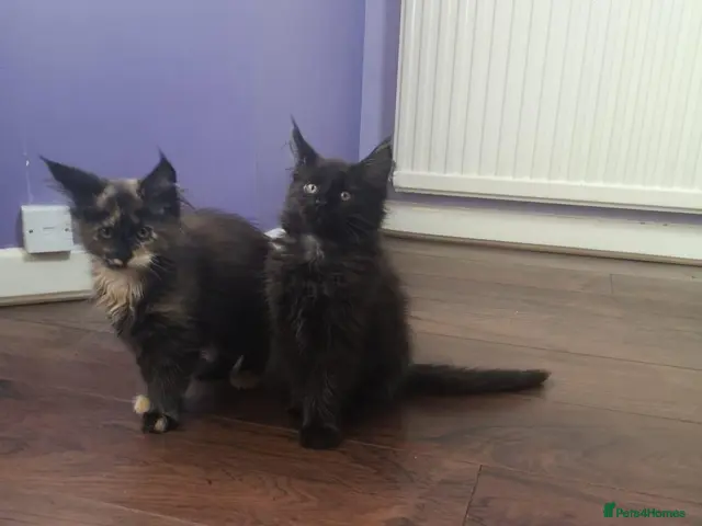 Maine Coon cats Maine Coon kittens ready to go! - Advert 20