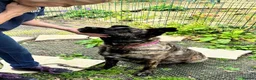 Mixed Breed dogs for adoption: Roxy ready for a quite life - Advert 1
