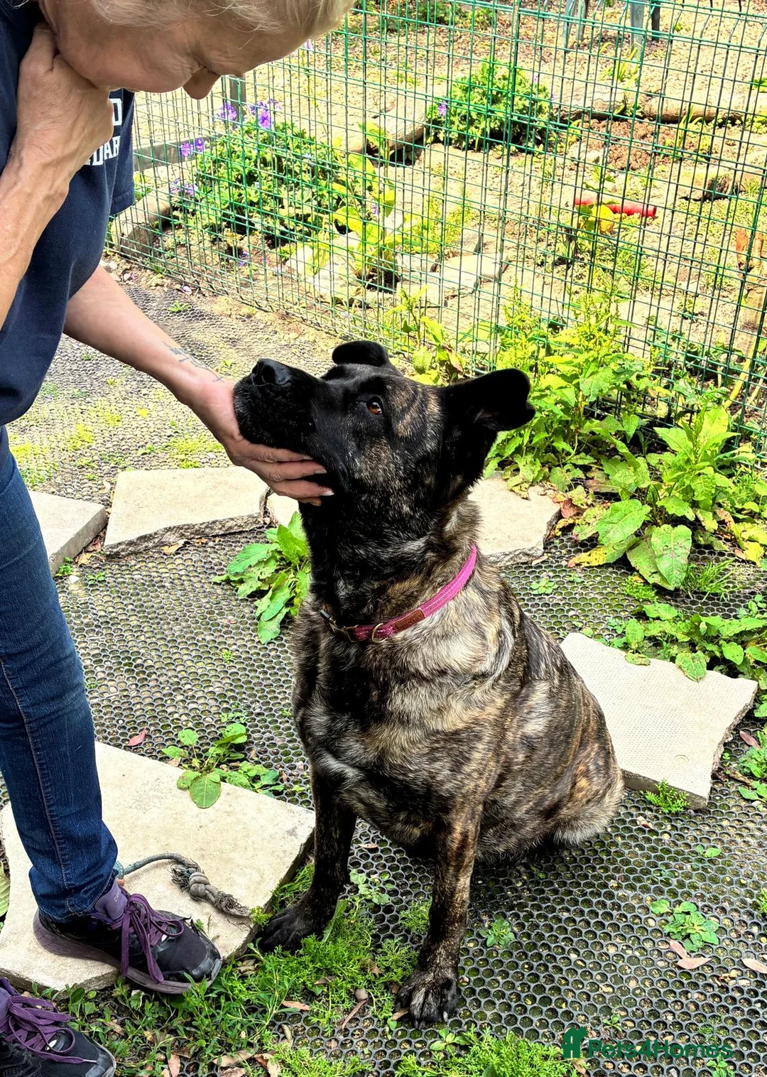 Mixed Breed dogs for adoption: Roxy ready for a quite life - Advert 1