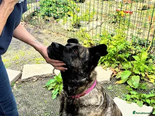 Mixed Breed dogs Roxy ready for a quite life - Advert 1
