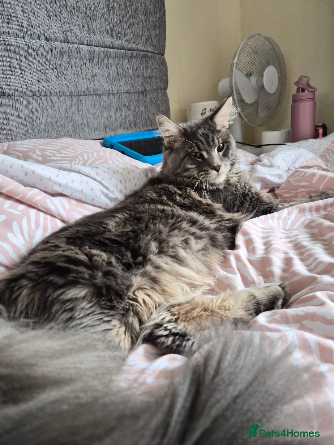 Maine Coon cats for sale: Gorgeous maine coon kitten - Advert 1