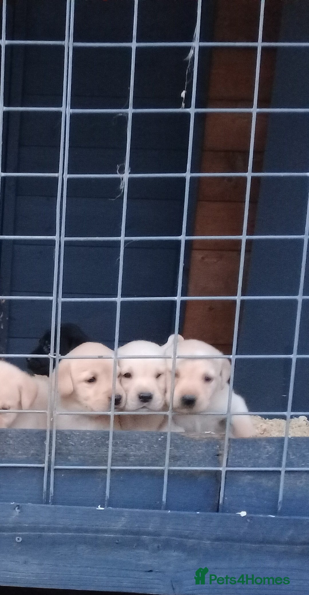 Labrador Retriever dogs for sale: KC Registered Labrador pups  - Image 7