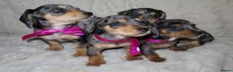 Dachshund dogs for sale: BEAUTIFUL DACHSHUND READY FOR FOREVER HOME!!! in Wolverhampton - Advert 25