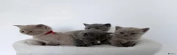 British Shorthair cats for sale: outstanding British shorthair kittens - Advert 19