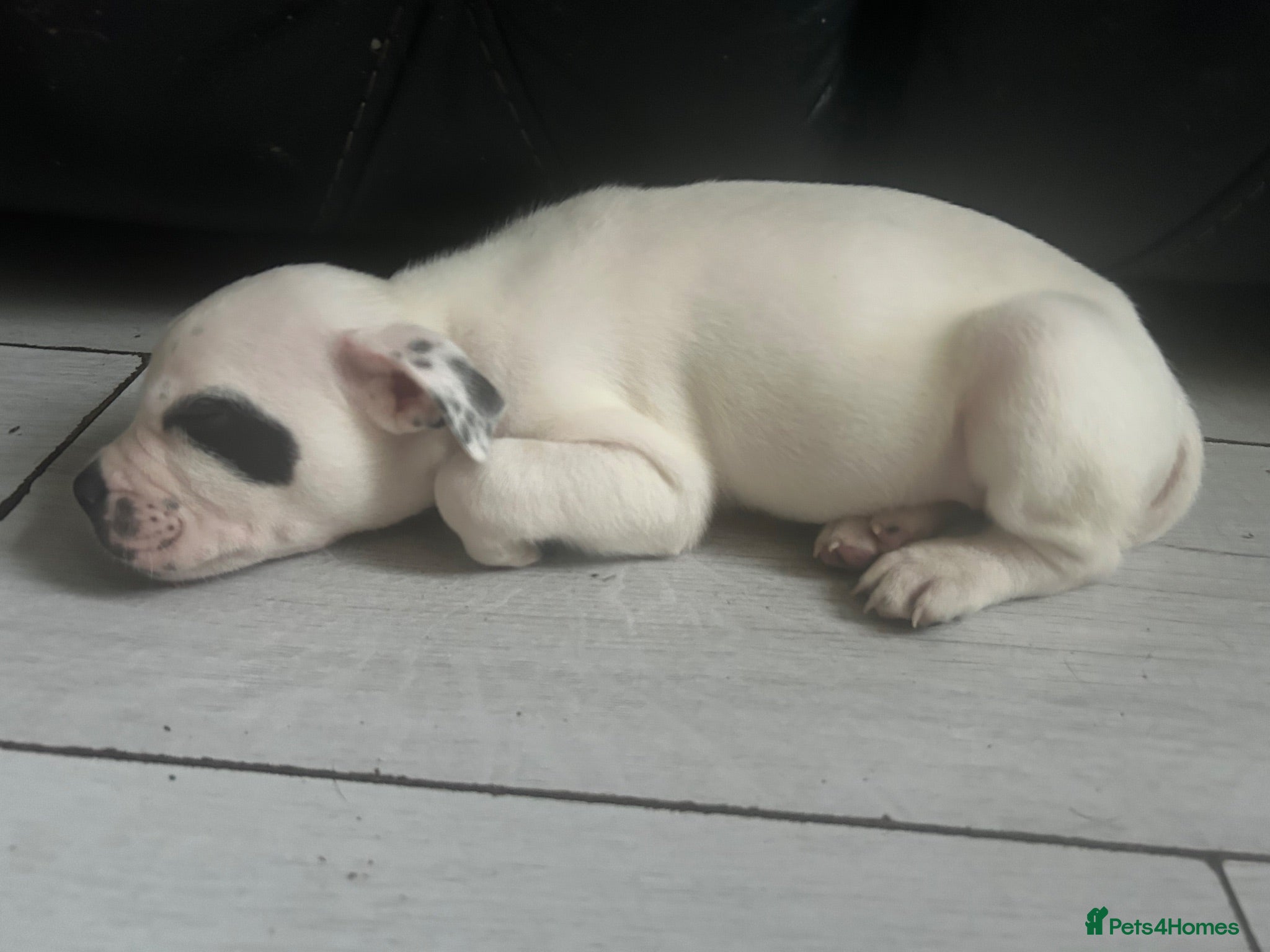 Staffordshire Bull Terrier dogs ⭐️ READY NOW ONLY 1 BOY LEFT ⭐️💙 - Advert 20