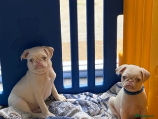 Pug dogs - Advert 29