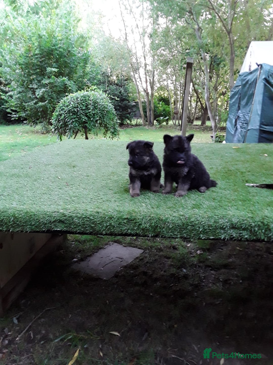 German Shepherd dogs for sale: GERMAN SHEPHERD PUPPIES - Image 1