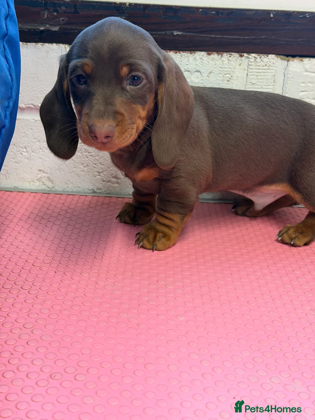 Miniature Dachshund dogs for sale: Mini dachshund 2 smooth boys available  - Advert 29