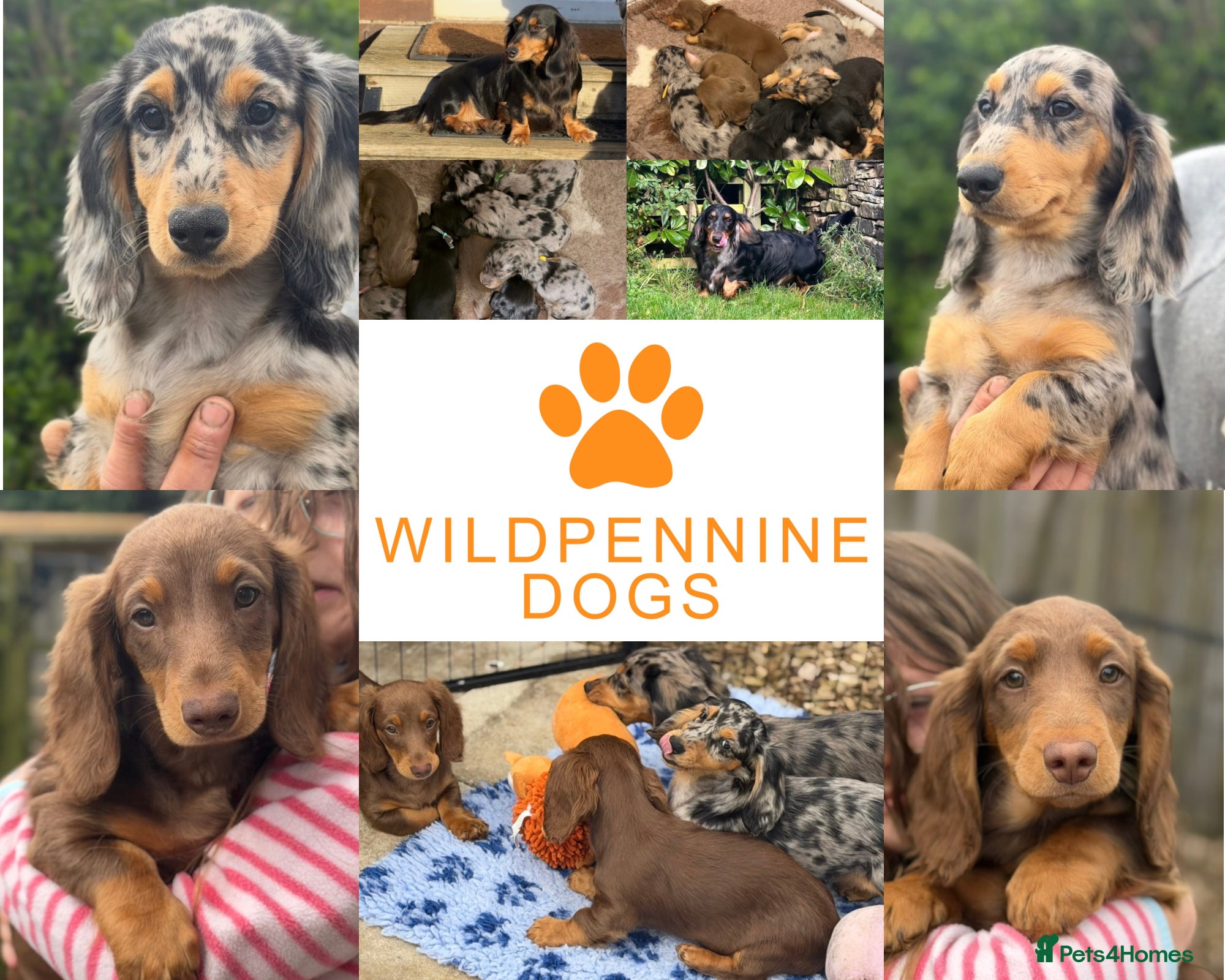 Dachshund dogs 1 KC Standard Long Haired Dachshund Puppies - Advert 1