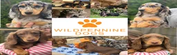 Dachshund dogs for sale: 1 KC Standard Long Haired Dachshund Puppies - Advert 1