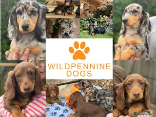 Dachshund dogs for sale: 1 KC Standard Long Haired Dachshund Puppies - Advert 1