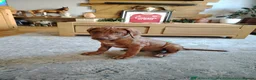 Rhodesian Ridgeback dogs for sale: Beautiful Rhodesian Ridgeback puppies-Family pet - Advert 29