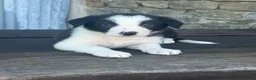 Border Collie dogs for sale: Stunning red / blue / black & white pups - Advert 18