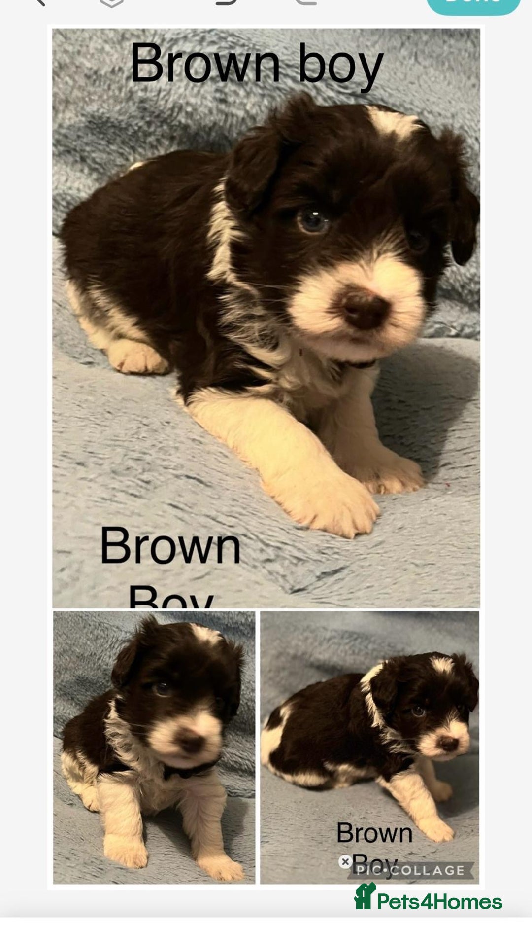 Miniature Schnauzer dogs for sale: OMG ❤️RARE  PEDIGREE PARTI MINIATURE SCHNAUZER  - Advert 8