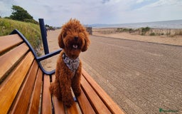 Toy Poodle dogs for stud: Handsome K.C Reg Red Toy poodle stud! - Image 8