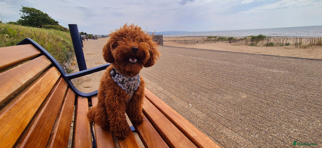Toy Poodle dogs for stud: Handsome K.C Reg Red Toy poodle stud! - Image 8
