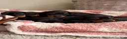 Miniature Dachshund dogs for sale: KC Miniature Smooth Dachshund Puppies - Advert 14