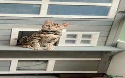 Bengal cats for sale: Male bengal cat - Image 1
