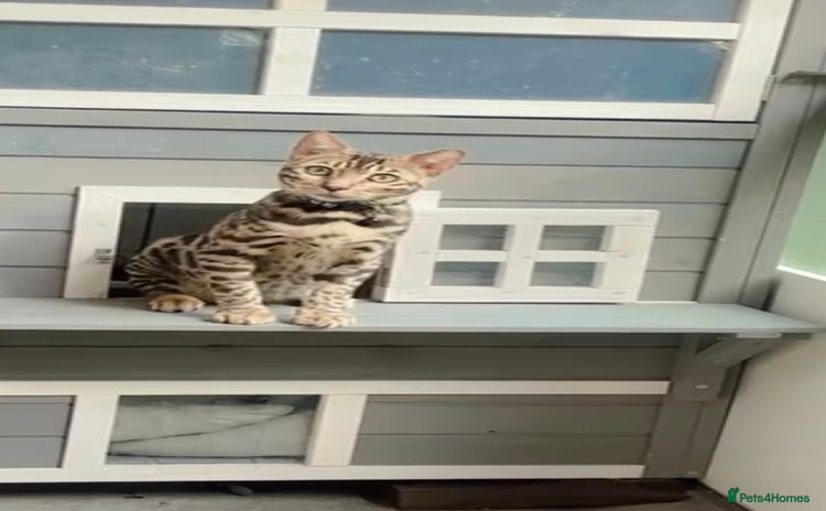 Bengal cats - Advert 1