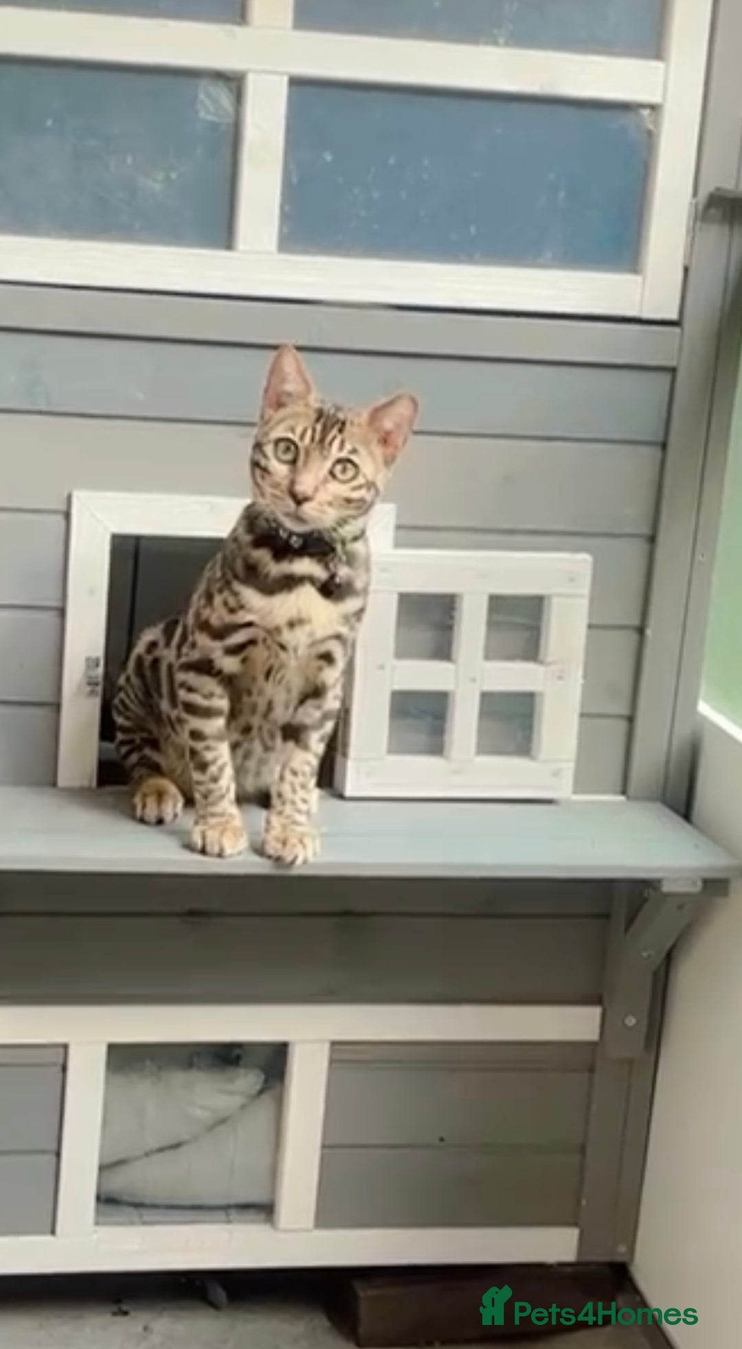 Bengal cats for sale: Male bengal cat - Image 1