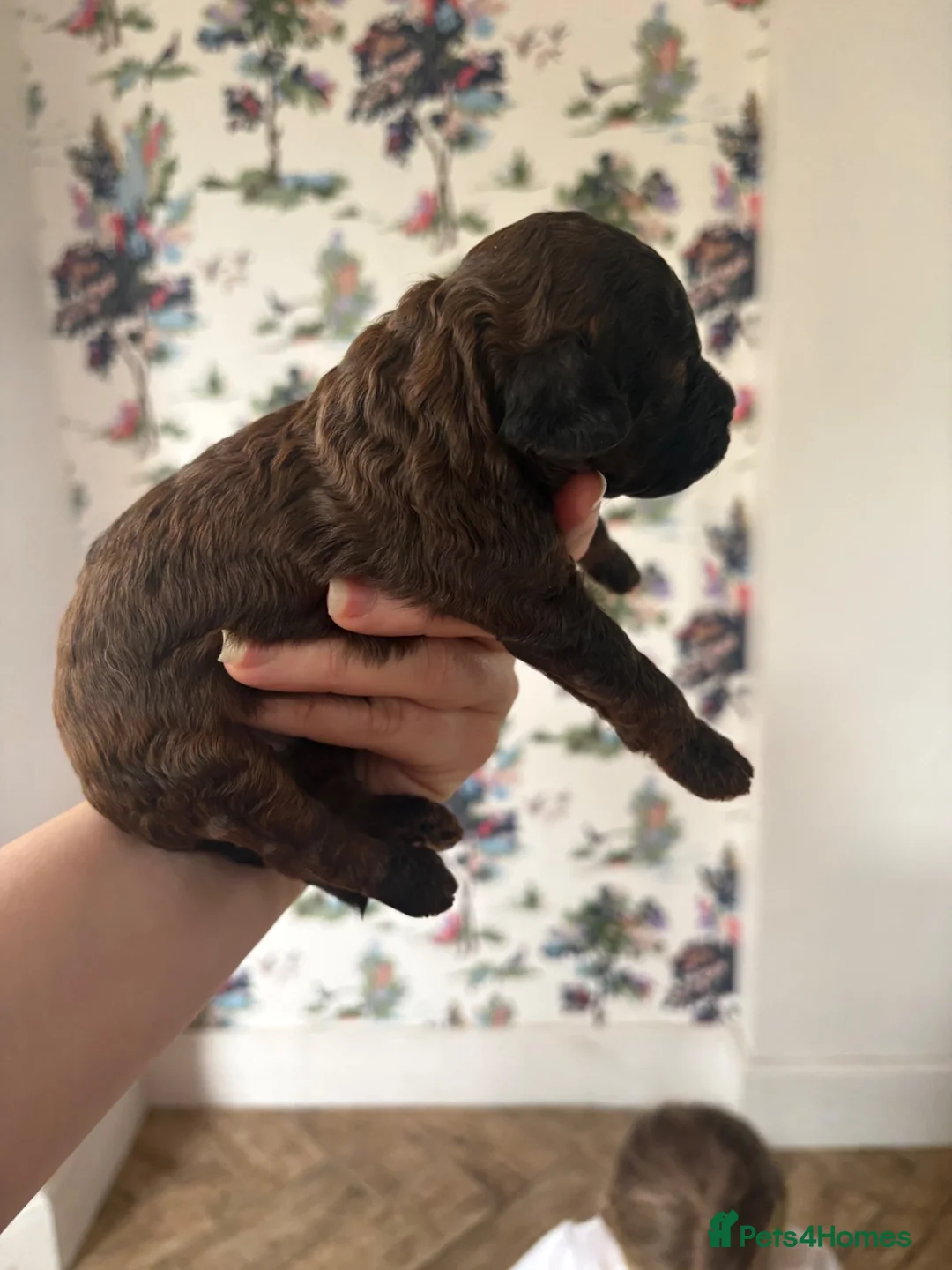 Cavapoo dogs for sale: Cavapoo puppies  - Advert 14