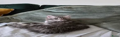 Maine Coon 2