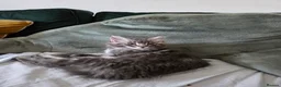 Maine Coon cats for sale: Pure breed maine coon kittens for sale  - Advert 5