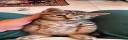 Domestic Shorthair cats for sale: Five Kittens looking for homes! Cute dispositions! - Advert 7