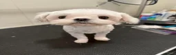 Maltese dogs for sale: 100% Korean‑line Maltese, registered with KKF  - Advert 2