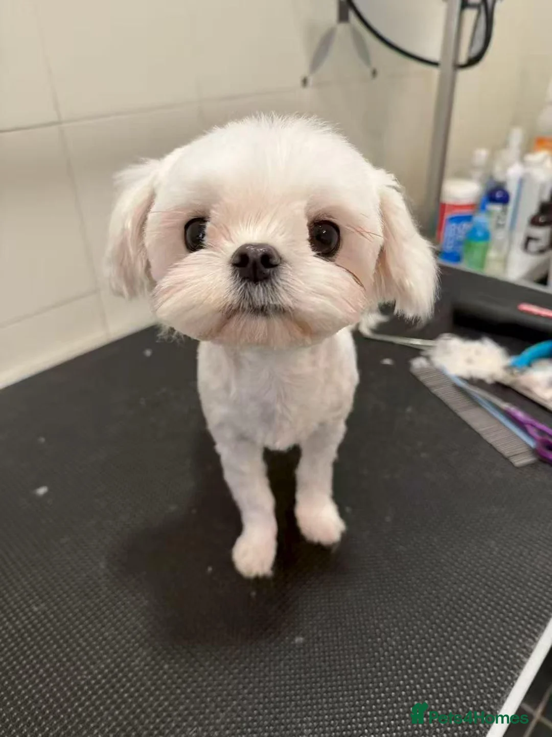 Maltese dogs for sale: 100% Korean‑line Maltese, registered with KKF  - Advert 2