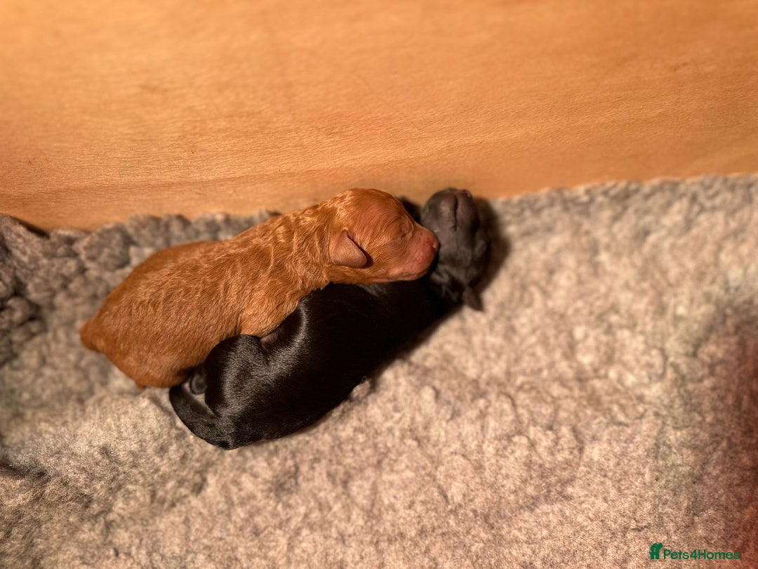 Cockapoo dogs for sale: Stunning f1b cockapoo's for sale  - Image 6