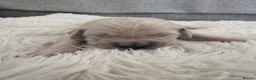 Golden Retriever dogs for sale: Golden retriever puppies  - Advert 3