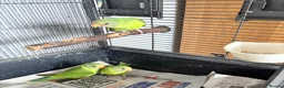 Parakeets birds for sale: Plum Headed Parakeet - Advert 2