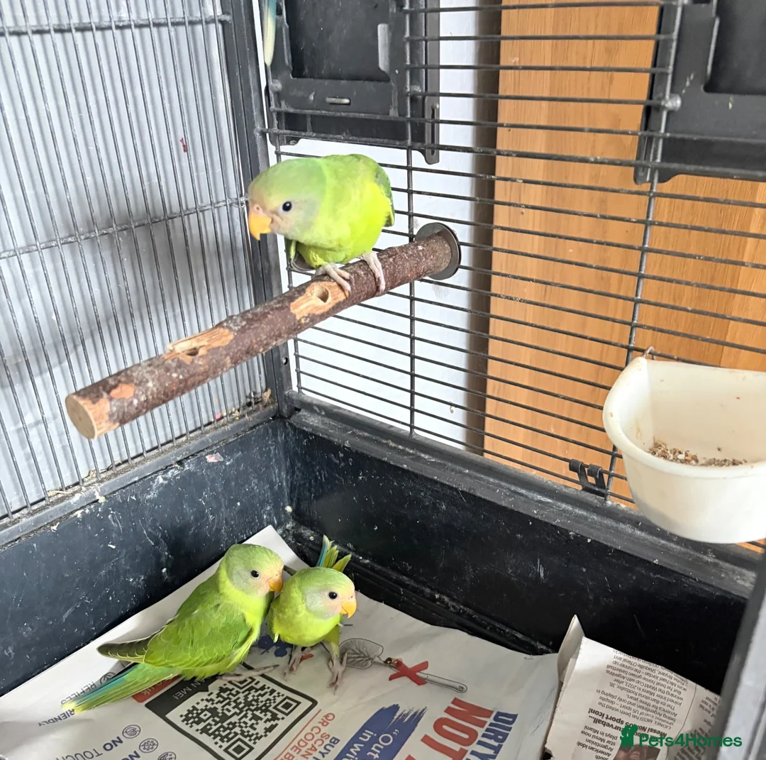 Parakeets birds for sale: Plum Headed Parakeet - Advert 2