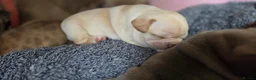 French Bulldog dogs for sale: Stunning French bull dog puppies lincolnshire - Advert 14
