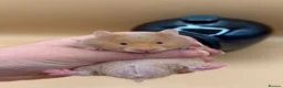 Hamster rodents for sale: Adorable PEDIGREE Syrian baby’s - Advert 8