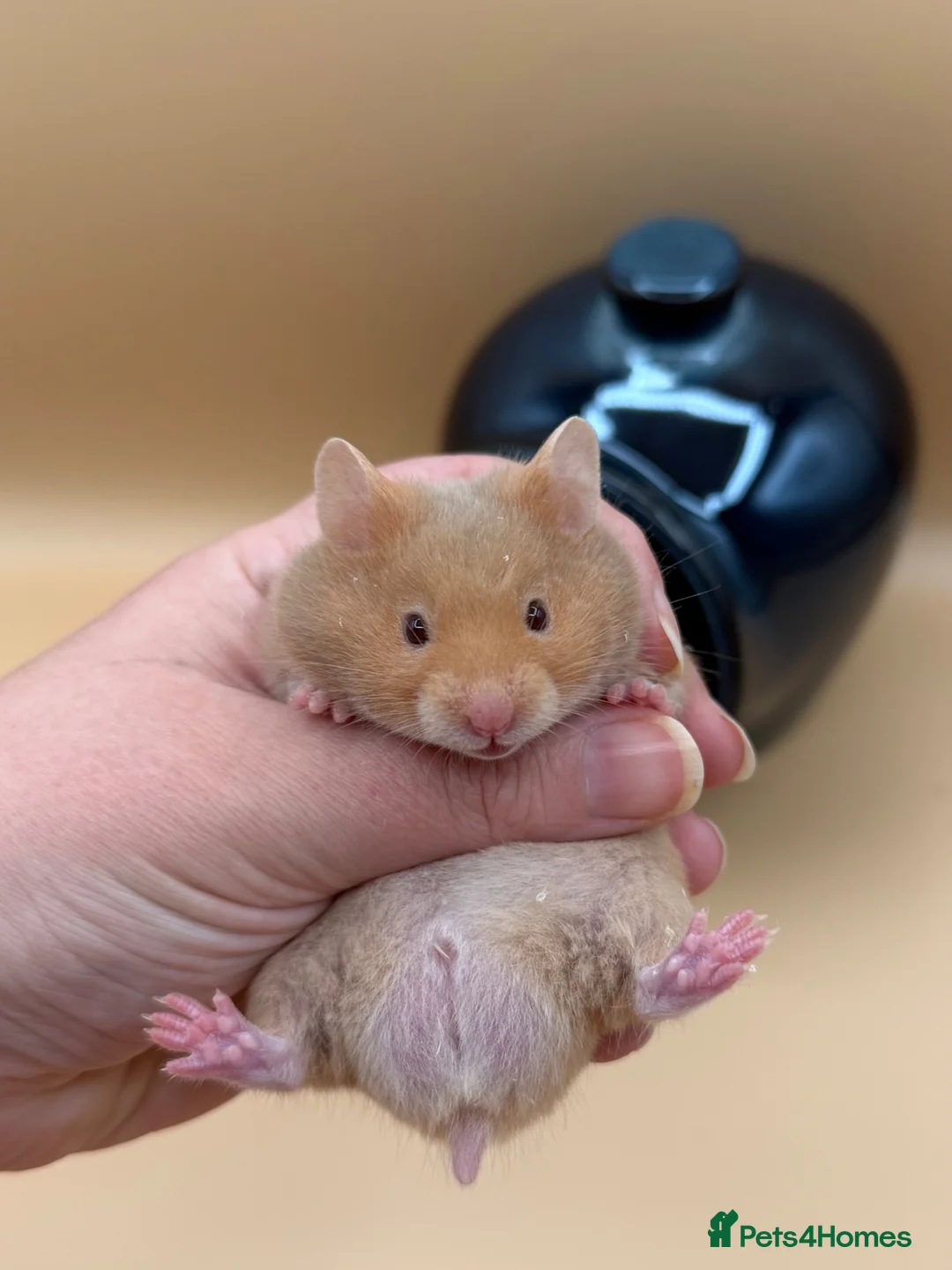 Hamster rodents for sale: Adorable PEDIGREE Syrian baby’s - Advert 8