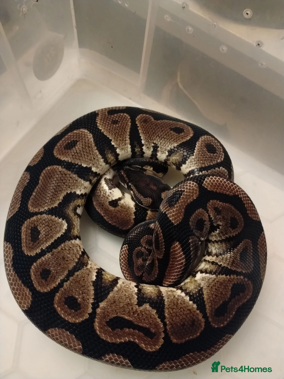 Python Snake reptiles for sale: Adult Royal Pythons - Advert 2