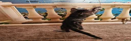 British Shorthair cats for sale: British Shorthair - Advert 9