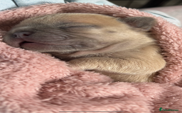 French Bulldog dogs for sale: LILAC Frawn 1girl pup left(I own both mom and dad) - Image 24