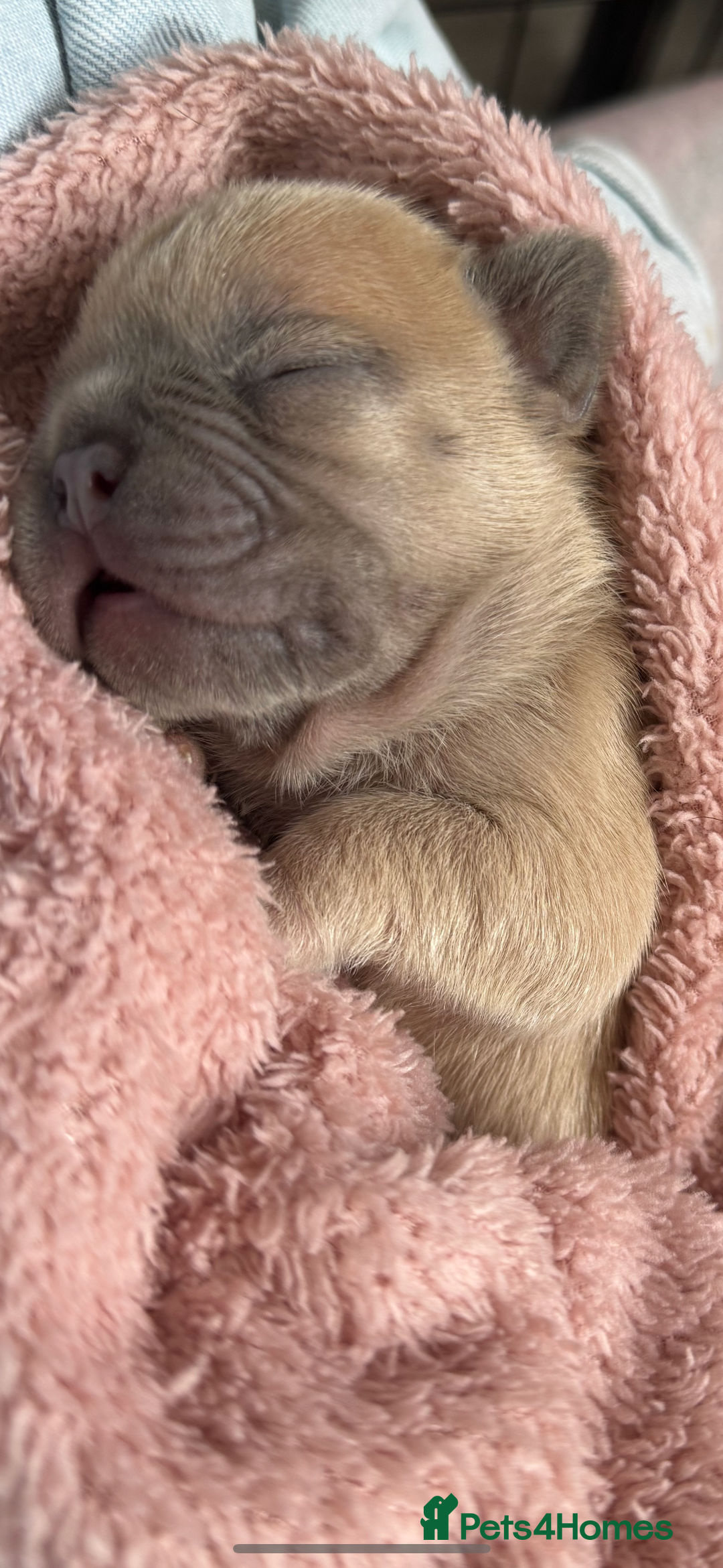 French Bulldog dogs for sale: LILAC Frawn 1girl pup left(I own both mom and dad) - Image 24