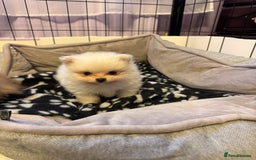 Pomeranian dogs for sale: Gorgeous Pomeranian puppies - Image 25