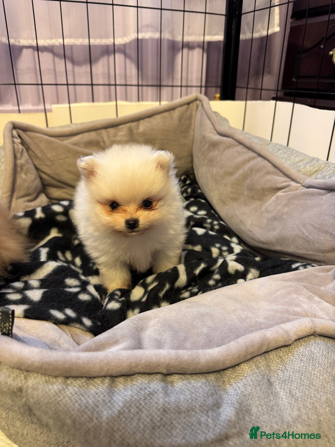 Pomeranian dogs for sale: Gorgeous Pomeranian puppies - Image 25
