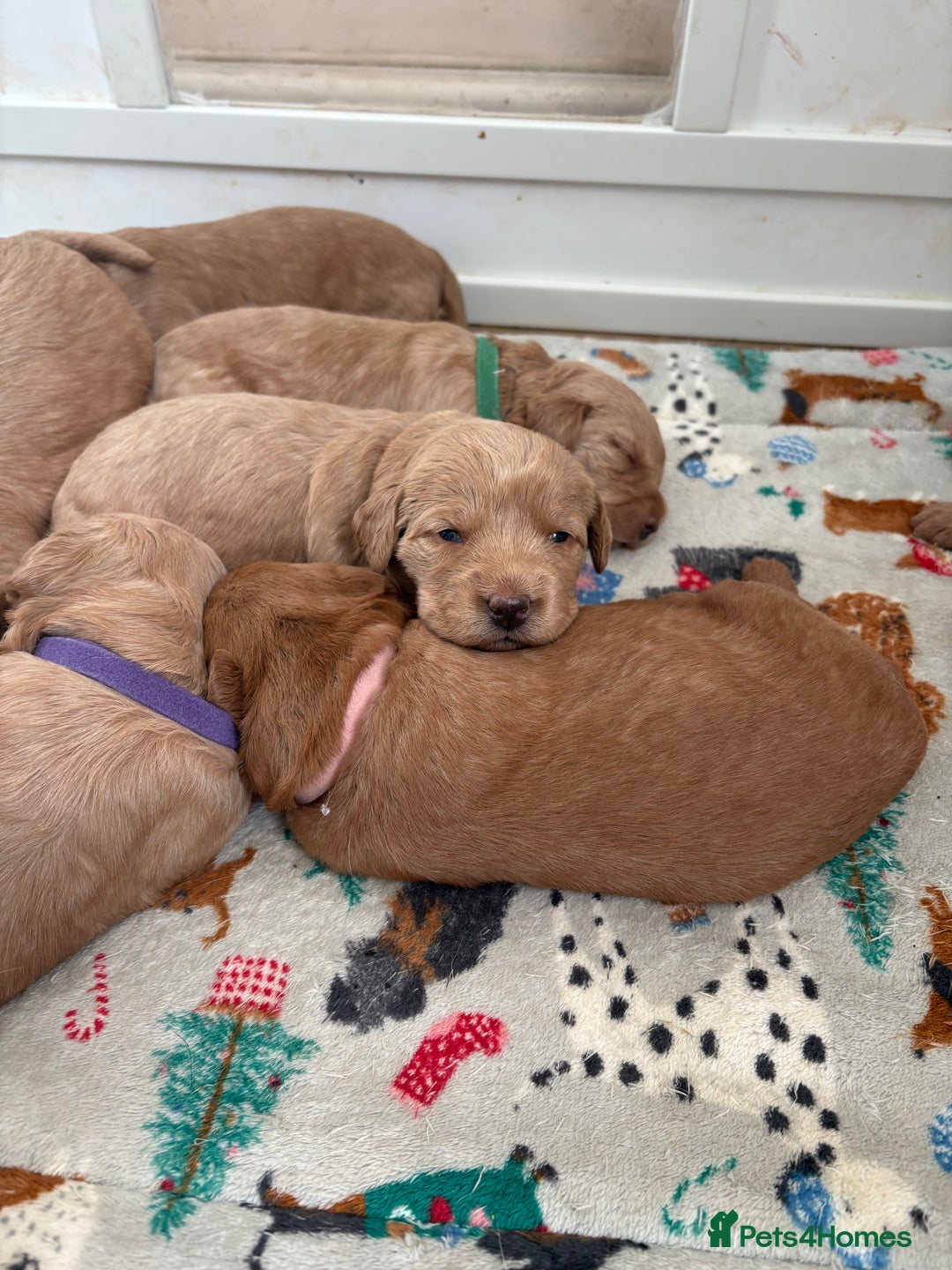 Labradoodle dogs for sale: Beautiful F1 Labradoodles - Advert 5