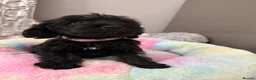 Miniature Schnauzer dogs for sale: Beautiful Litter Mini Schnauzer X Mini Poodle - Advert 5