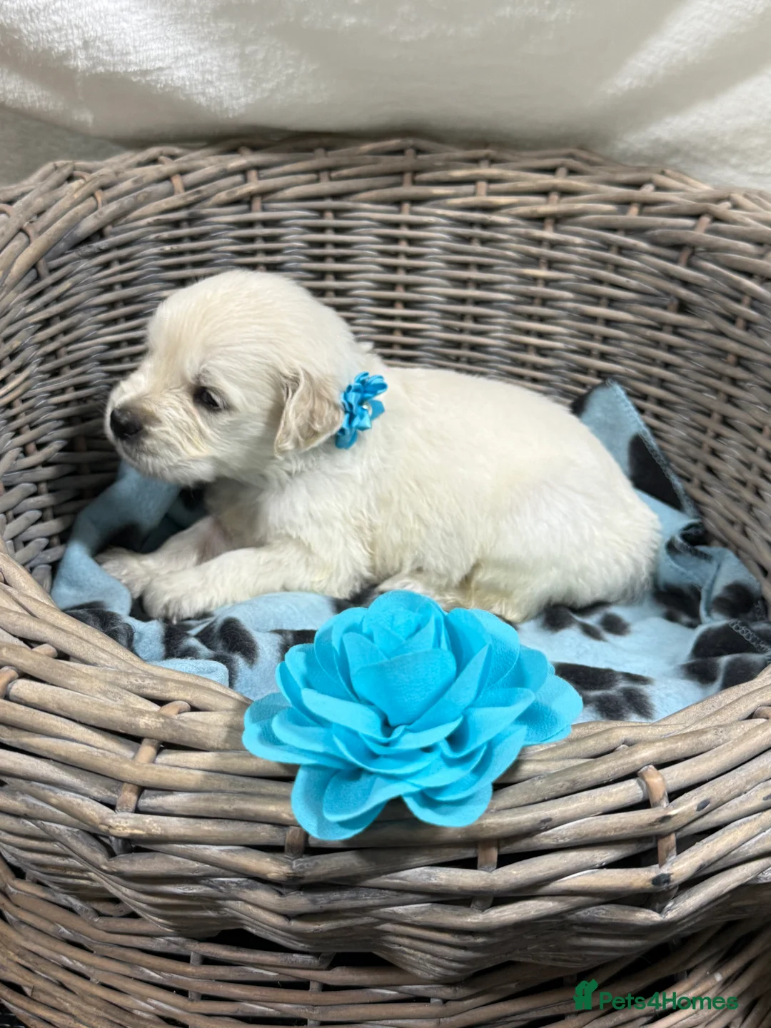 Golden Retriever dogs for sale: Stunning Kc registered golden retrievers - Advert 10