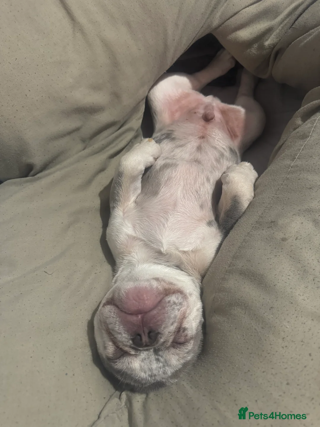 French Bulldog dogs for stud: GREY MERLE FEENCH BULLDOG STUD  - Advert 2